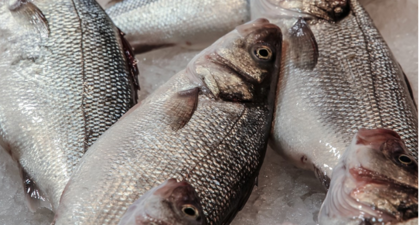 Вот почему на Севере России никогда не едят щуку и окуней, даже после жарки и заморозки