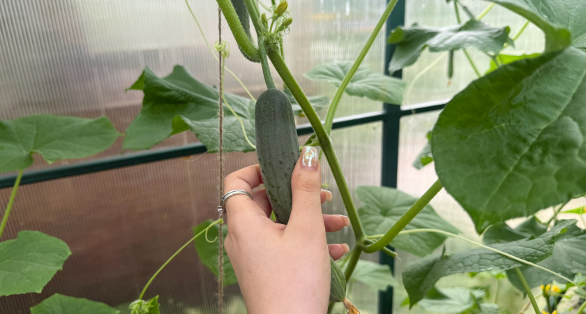 Этим раствором поливаю огурцы каждые 10 дней - столько завязей не было даже в теплице: секрет в копеечном аптечном средстве