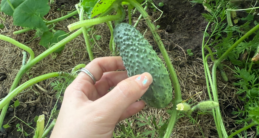 Показываю июльскую подкормку огурцов которая вытащила провальный сезон: за 8 лет ошибок больше нет