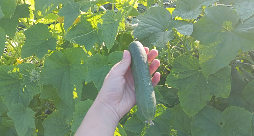 Вот что не любят огурцы: не делайте этого с огурцами и будете ведрами собирать урожай