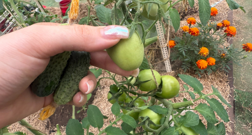 Направила все силы томата на образование плодов, а не рост зелёной массы: нужно знать простые правила 