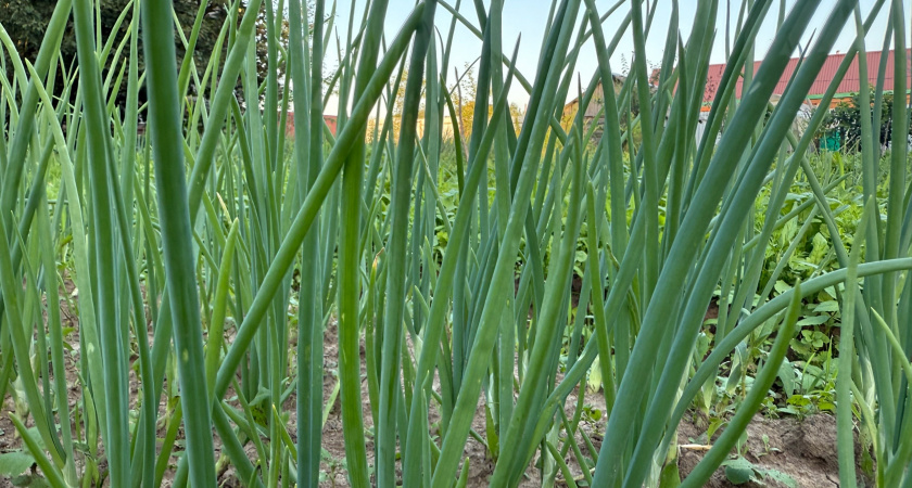 Перья поприжались к земле? Не паникуйте: лук не капризничает — вот когда и как правильно его вытаскивать