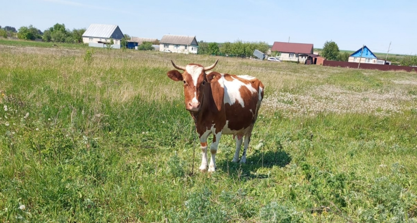 Переехали жить в деревню и только через год поняли, почему в деревнях больше не живут хозяйством — и дело не в лени
