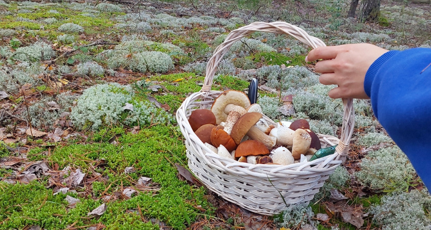 Все срезают или выкручивают грибы — а зря. Правильный способ другой, и он вам даже в голову не приходил