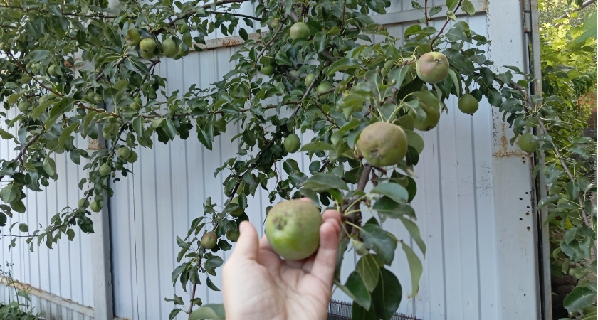 Что насыпаю под яблони в августе вместо дорогих удобрений -  урожай на следующий увеличивается в 2 раза 