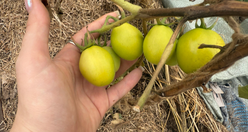 Белых прожилок у томатов больше не будет: агрономы советуют 3 дела — томаты будут мясистые и сочные