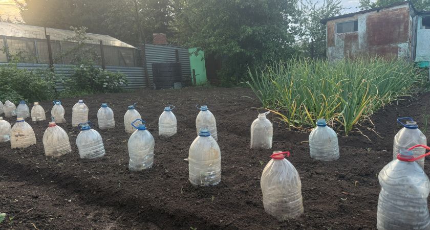 Что делать с грядками после уборки чеснока и лука: 35 минут и супер плодородная почва на будущий год готова