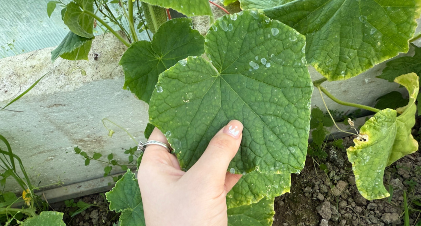Если у огурцов желтеют и вянут листья: срочно сделайте так и огурцы снова позеленеют и обильно заплодоносят - подсказал дедушка из деревни
