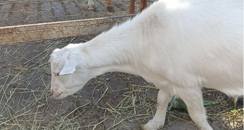 Животноводство в регионе демонстрирует отрицательную динамику