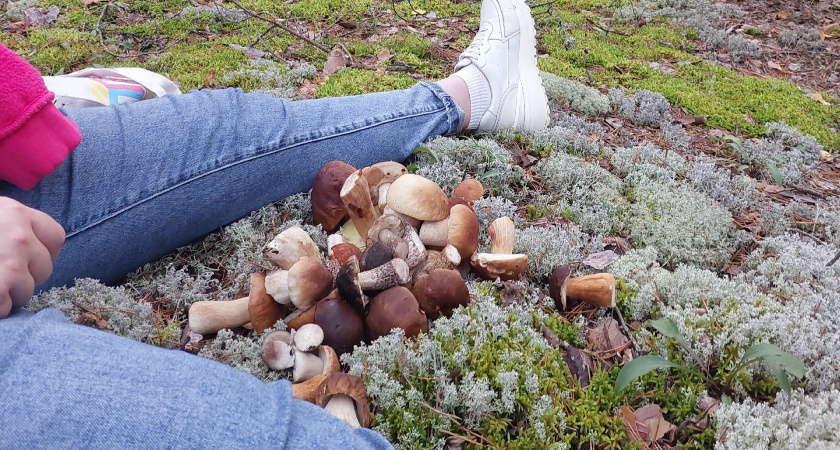 Все проходят мимо этого гриба, а зря: в засолке он вкуснее груздей, хрустит и аромат — на всю кухню