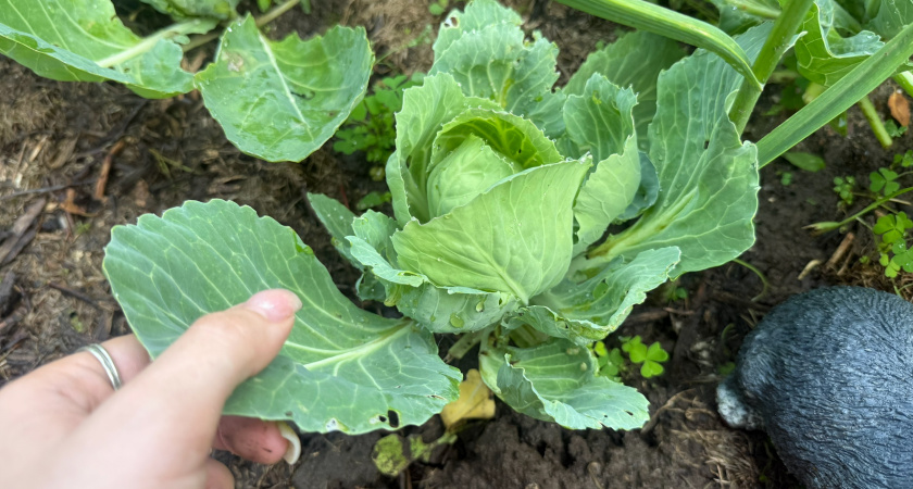 Удаляю листья капусты в августе по совету бывалого агронома: головки формируются тугими без подкормок