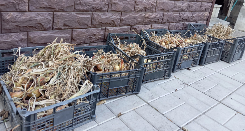 Одна ошибка при уборке — и половина урожая пропадает: Ввт когда и как копать репчатый лук, чтобы он сохранился до весны без гнили