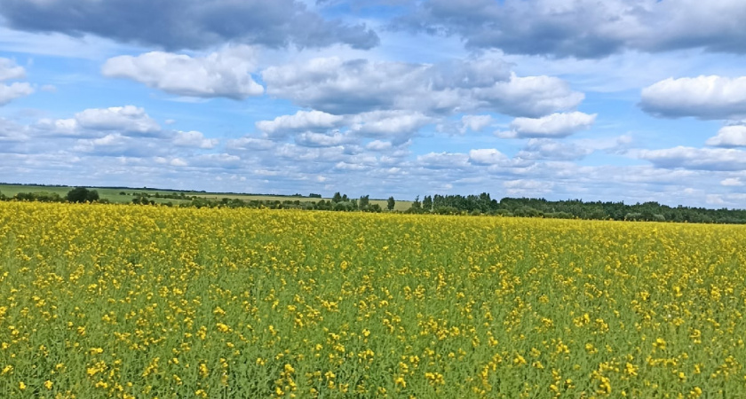 Оренбуржские аграрии собрали миллионный урожай