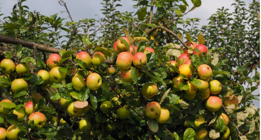 Не выбрасывайте падалицу с яблонь и груш: вы избавляетесь от "золота" для сада и огорода - спасет ваш урожай