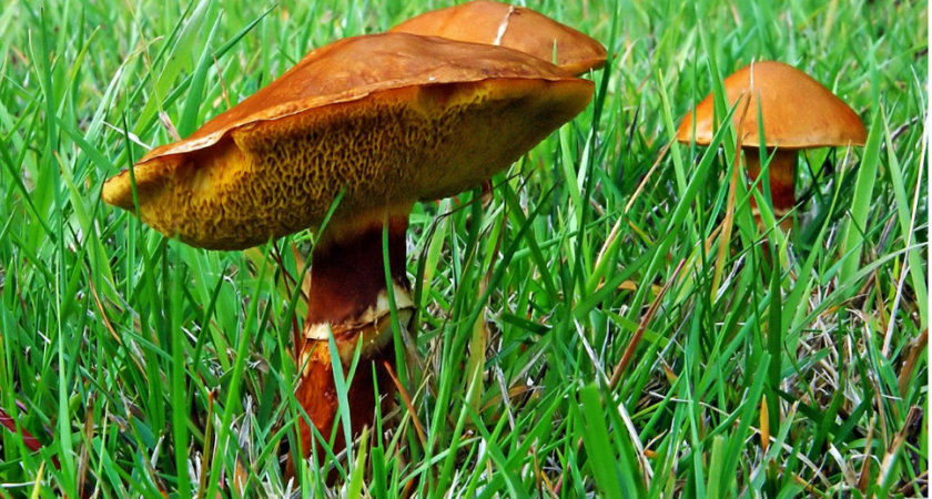 Этот гриб раньше собирали мешками — теперь опытные грибники проходят мимо, хотя растет под каждым кустом 
