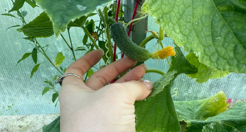Как только в августе огурцы начинаются «кривиться», сразу даю им подкормку: 3 ложки на ведро и огурцы снова прямые