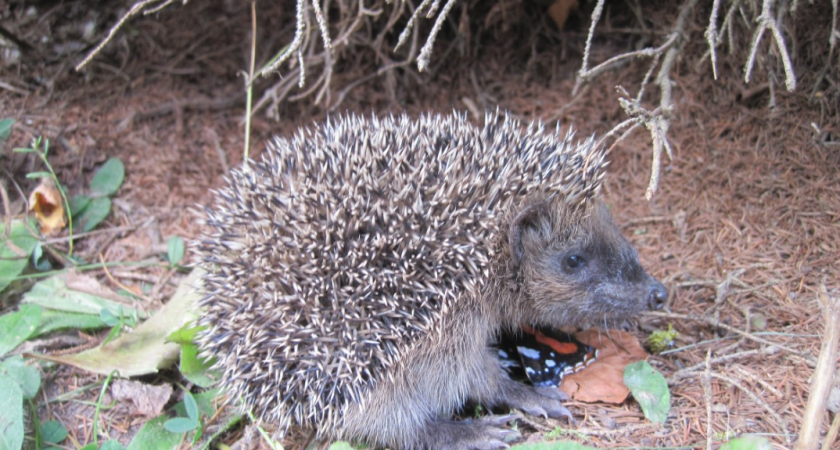Гоните их как увидите: почему появление ежа на дачном участке - это тревожный сигнал для хозяев