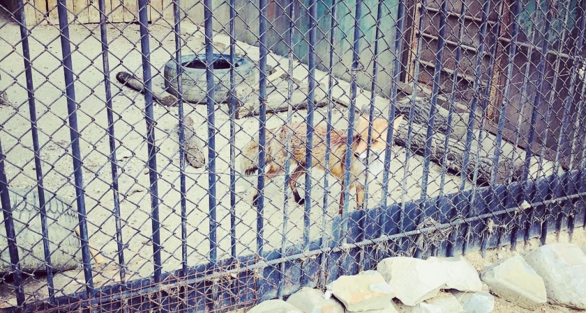 Оренбуржцы озабочены содержанием диких животных при кафе в Сорочинске