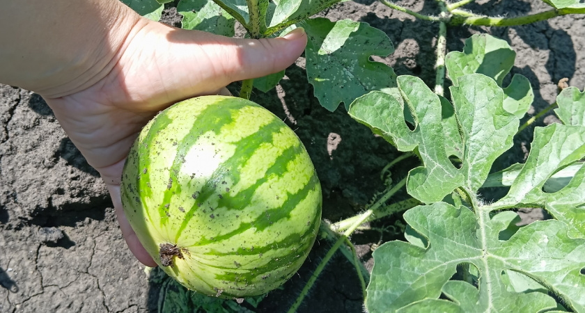 В Оренбуржье началась уборка арбузов на орошаемых полях