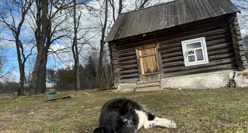 В Оренбурге больше нельзя оставлять безнадзорных собак в живых, мораторий отменен