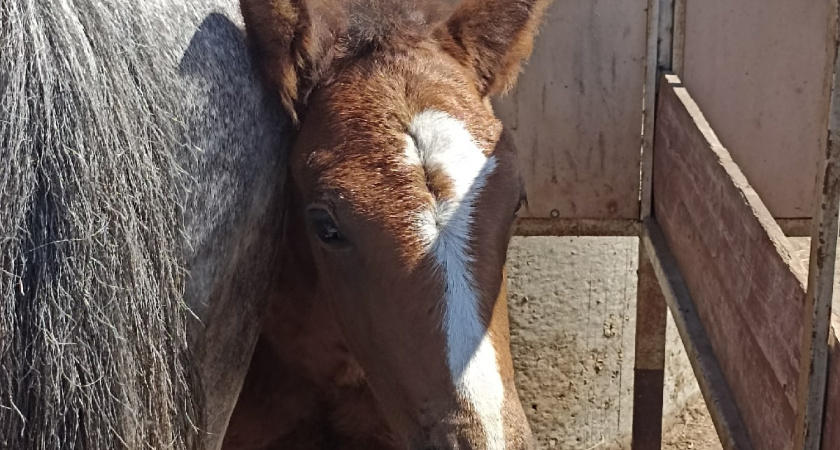 Нефтяники из Оренбурга будут заботиться о жеребенке редкой лошади Пржевальского