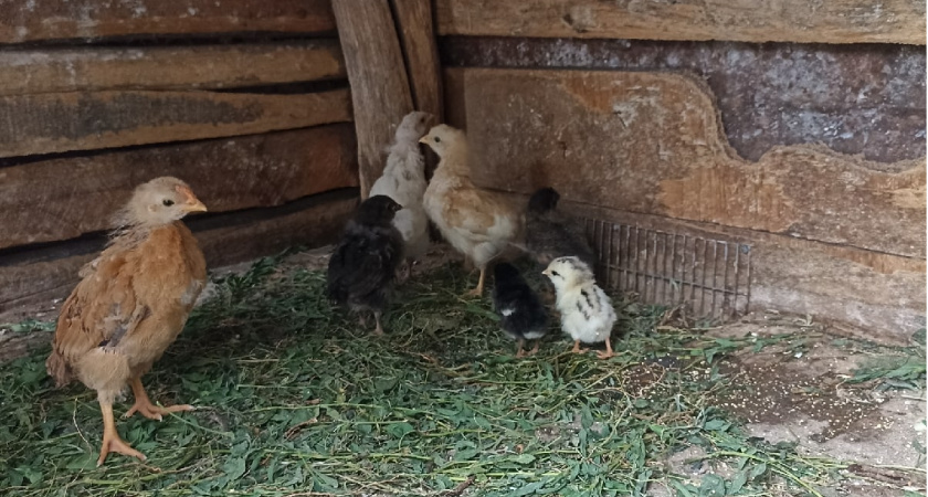 Почему селяне массово бросают держать кур и переходят на этих птиц — прибыль в разы больше, а забот меньше