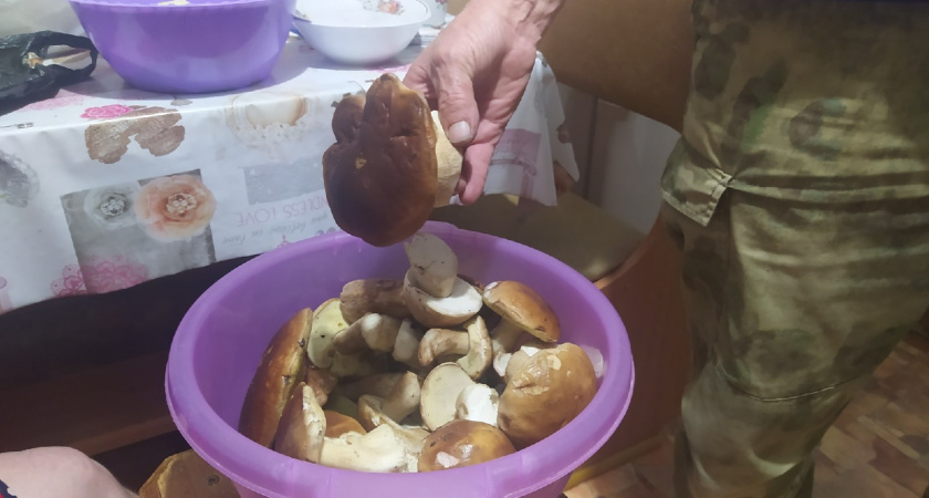 Ученые назвали самые полезные грибы: не сыроежки, не грузди и в два раза вкуснее лисичек 