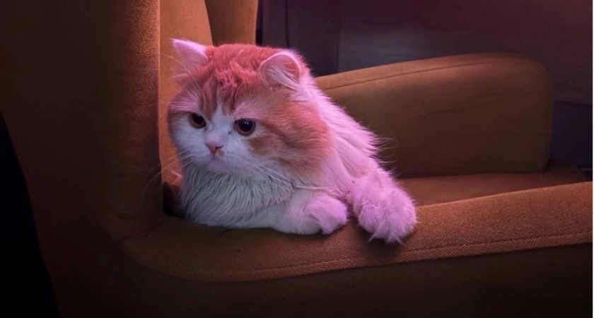 Сколько раз в день нужно кормить домашнюю кошку - запомните раз и навсегда        