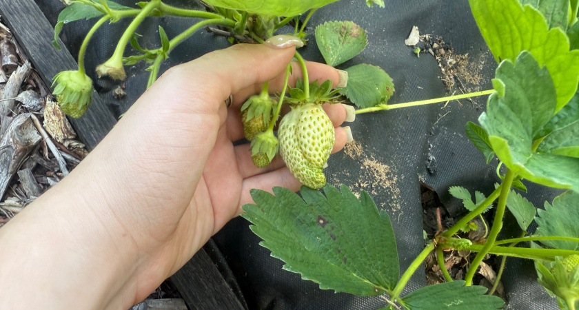 Готовлю садовую клубнику к зиме без обрезки в августе: весной получу на 54% больше цветоносов