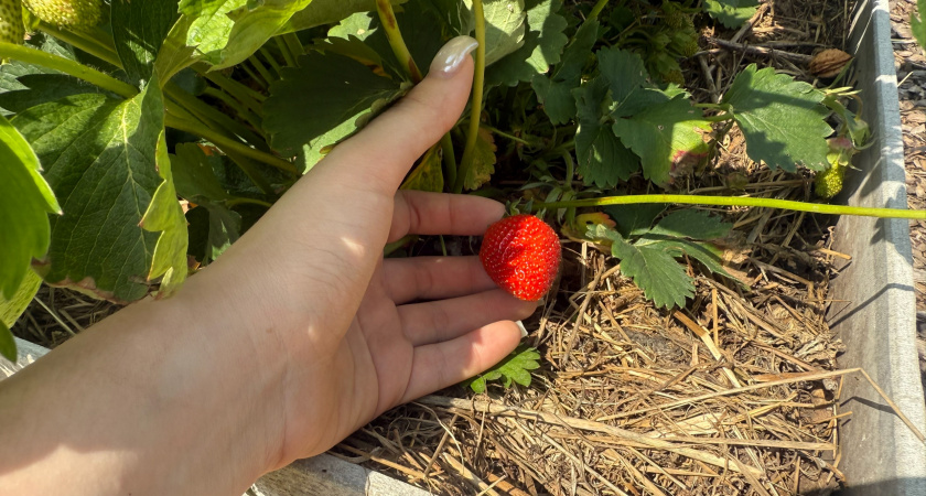 В августе лучше не трогать: агроном назвал 2 ошибки в уходе за клубникой, из-за которых куст слабеет, а ягоды мельчают