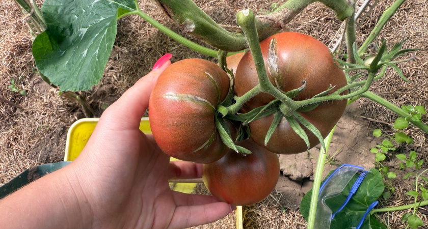 Опытный фермер назвал 1 ошибку в августе, из-за которой помидоры чернеют снизу прямо на кусте