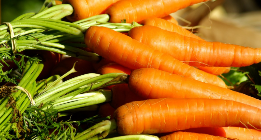 Морковь в августе ещё растёт: дайте ей 1 ложку «мощного» удобрения и за 3 недели она станет в 2 раза крупнее