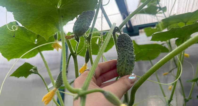 Каждый день набираю по 5-7 вёдер огурцов до самых холодов. Секрет в этой натуральной подкормке - внесите ее до 15 августа