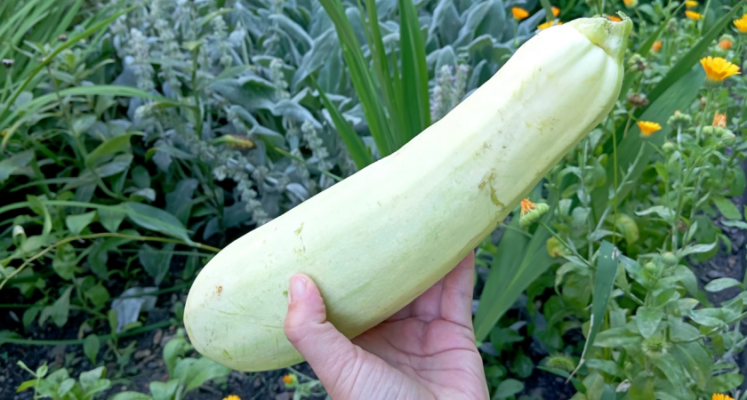 Потрясающе вкусные кабачки на зиму: сколько не делай, всё равно будет мало - самый удачный рецепт