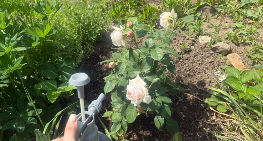 300 грамм на 10 литров и розы цветут даже осенью - лайфхак от опытного агронома