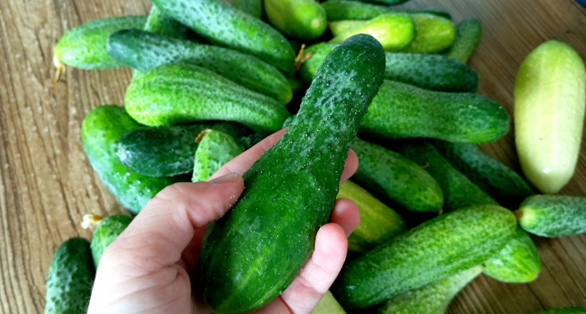 Хруст слышно из соседней квартиры — за моими огурчиками очередь выстраивается мгновенно: добавляю в них вот что