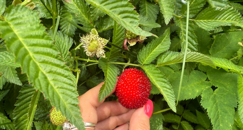 Собрали урожай — берите секатор: что делать с малиной после плодоношения - на следующий год собираю еще больше крупных ягод
