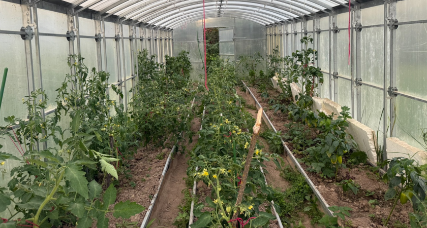 Не укроп и не редиска: что посадить дачникам в теплицу к осени, чтобы собирать урожай до самых морозов