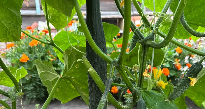 В августе ни одна завязь огурцов никогда не опадает: вношу эту подкормку - плодоносят дружно до октября