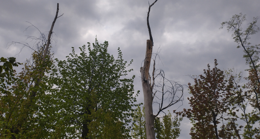 В Оренбурге выполнено 50% работ по благоустройству сквера имени Ленина