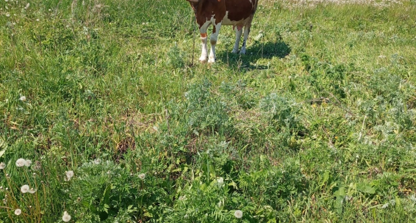 В Оренбуржье пограничники пресекли попытку незаконного ввоза двух стад крупного рогатого скота