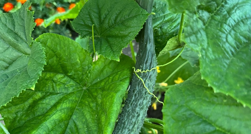 Какие 3 сорта огурцов выбрать для выращивания в квартире