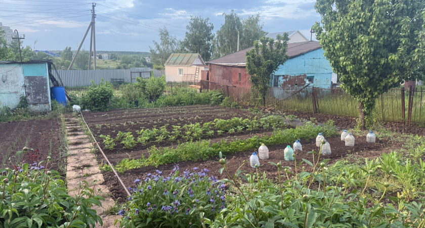 Восстанавливаю землю после картошки: делюсь эффективными способами сделать почву здоровой за осень - без единого килограмма навоза