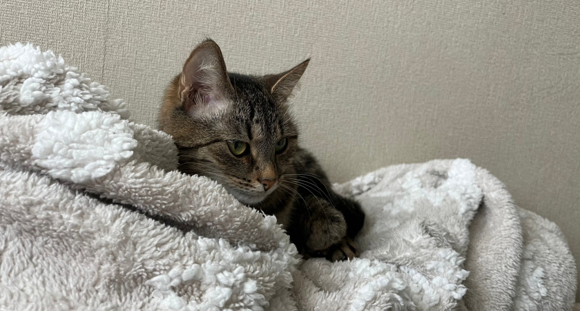 Как кошки предупреждают хозяина о приходе в дом большой беды: обратите внимание на эти 5 знаков