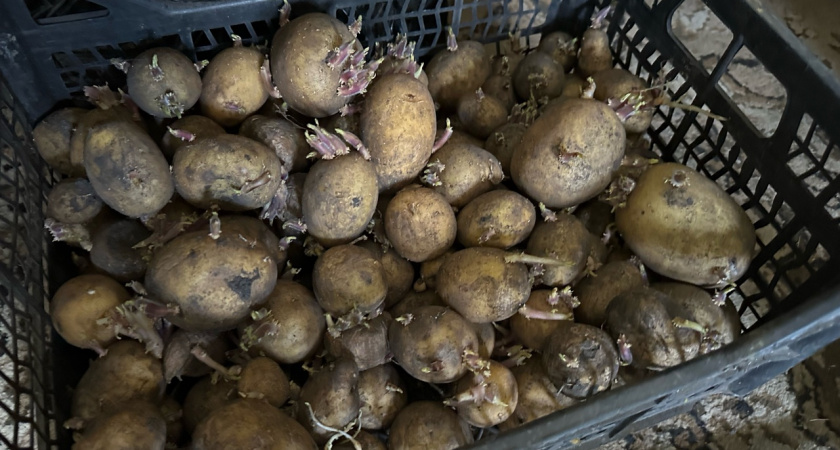 Храню картошку особым способом — высыхает в два раза быстрее в любую погоду: гнилушек нет и лежит всю зиму