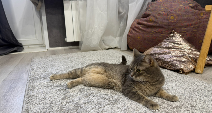 Кошка опять раскричалась в коридоре ночью - муж сходил проверил и, как оказалось, не зря