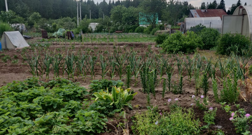 Три ложки на кучу этого чудо-средства — перегниют даже толстые ветки: быстрый компост без усилий — земля будет мягкая, как хлеб