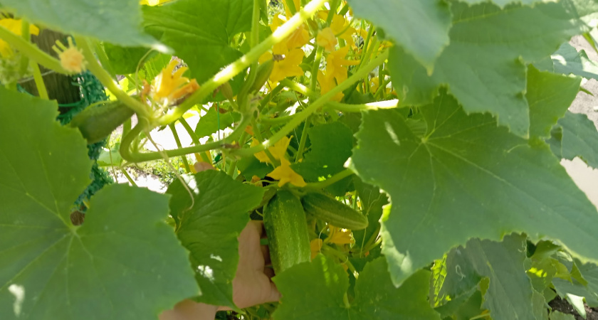 Даю огурцам в августе такую народную подкормку: плодоносят до зимних морозов - огурчки ровные и не "кривятся"