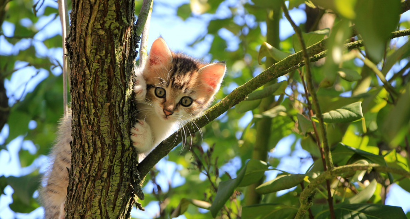 Жесты, которым подчиняются кошки