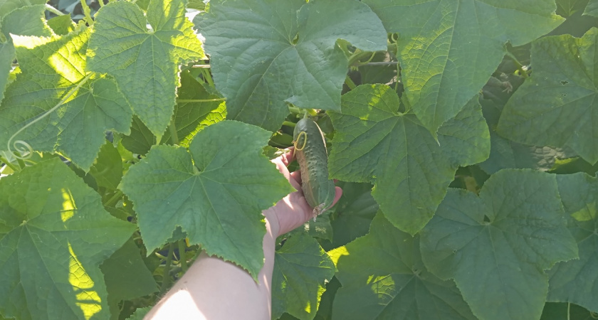 Подкормка для предотвращения кривизны огурцов